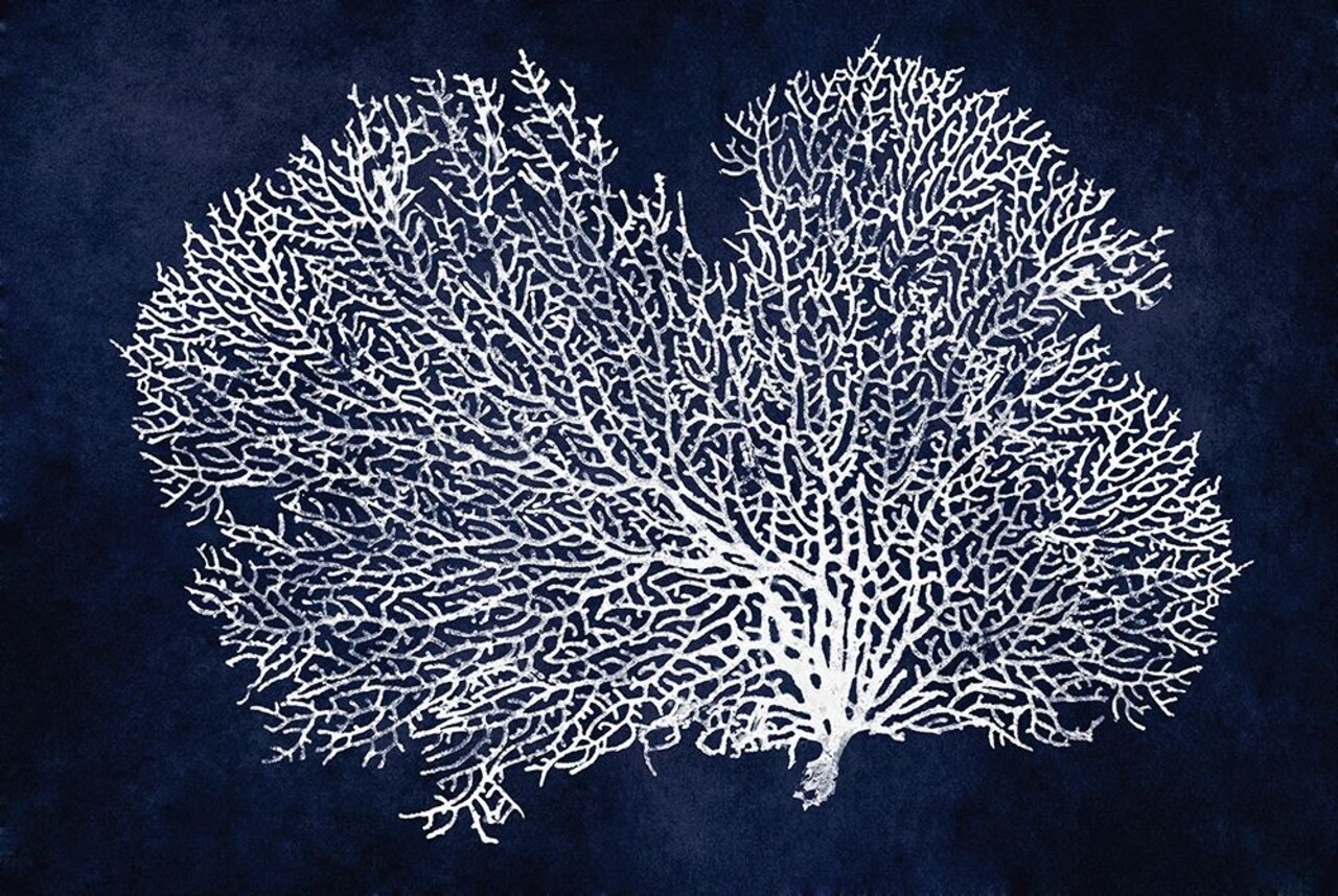 Sea Fan on Indigo Blue II Poster Print by Melonie Miller # MMR116772